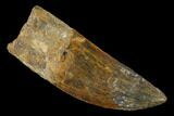Serrated, Carcharodontosaurus Tooth - Real Dinosaur Tooth #141805-1